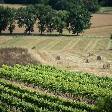 La Collina Degli Olivi